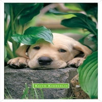 Keith Kimberlin - Puppy - Lazy Days zidni poster, 14.725 22.375